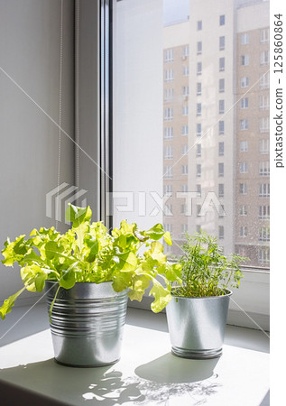 Green Leafy Lettuce and Delicate Dill Grown in Metal Pots, Bathed in Sunlight. Urban Gardening Concept. 125860864