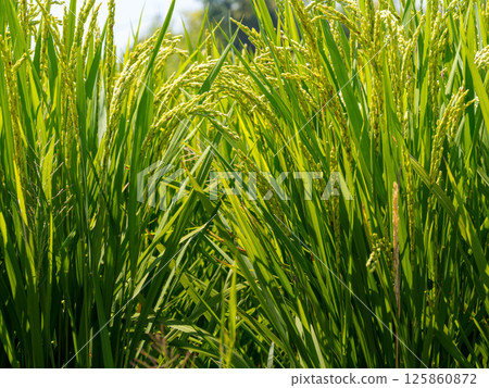 Rice field 125860872