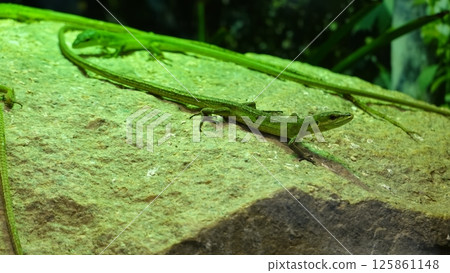 A lizard 125861148