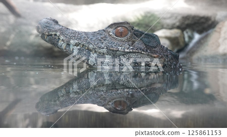 鱷魚 鱷魚 125861153