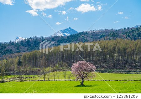 北海道富良野上禦陵櫻花樹 125861209
