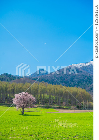 Hokkaido Furano Kami-Goryo Cherry Tree 125861216