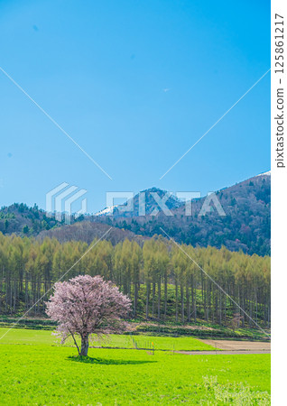 Hokkaido Furano Kami-Goryo Cherry Tree 125861217