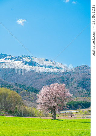 Hokkaido Furano Kami-Goryo Cherry Tree 125861232