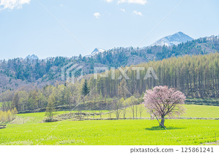 北海道富良野上禦陵櫻花樹 125861241