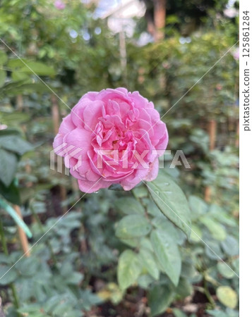 Close-up of a Beautiful Pink Rose Flower in a Garden Setting 125861284