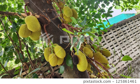 Jackfruit Hanging on a Tree Surrounded by Lush Greenery Jackfruit Hanging on a Tree Surrounded by Lush Greenery 125861461