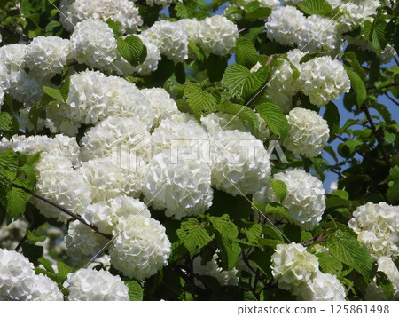 Odemari in full bloom Odemari in full bloom 125861498