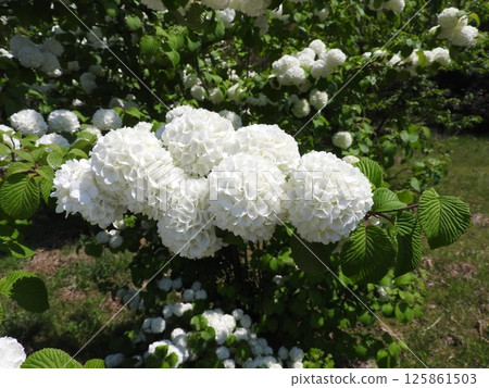 Odemari in full bloom 125861503