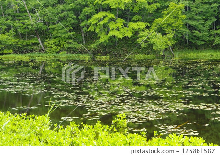 Aizu Yanohara Marsh in summer 125861587