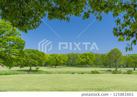 The lawns and blue skies of Expo Memorial Park are a delight 125861601