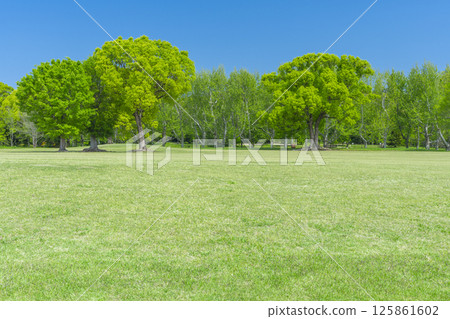 The lawns and blue skies of Expo Memorial Park are a delight The lawns and blue skies of Expo Memorial Park are a delight 125861602