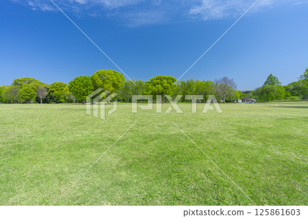 The lawns and blue skies of Expo Memorial Park are a delight 125861603