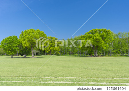 The lawns and blue skies of Expo Memorial Park are a delight 125861604