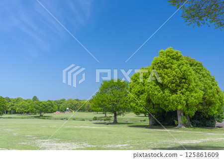 The lawns and blue skies of Expo Memorial Park are a delight The lawns and blue skies of Expo Memorial Park are a delight 125861609