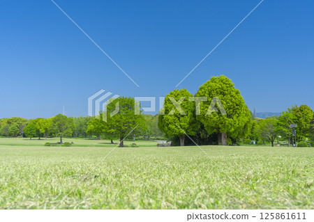 The lawns and blue skies of Expo Memorial Park are a delight 125861611