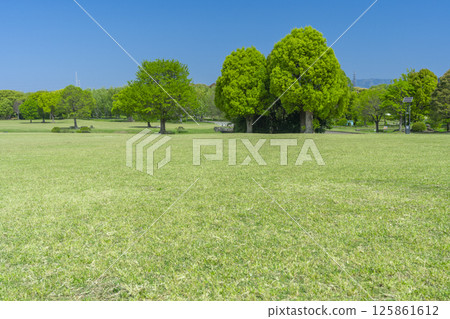 The lawns and blue skies of Expo Memorial Park are a delight 125861612