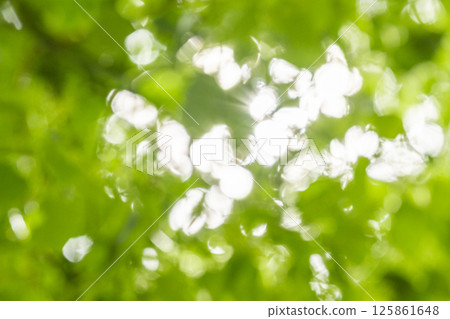 Leaves of fresh green and sun leaves 125861648