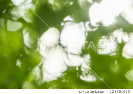 Leaves of fresh green and sun leaves Leaves of fresh green and sun leaves 125861650