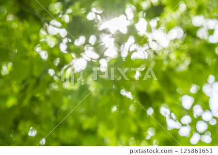 Leaves of fresh green and sun leaves Leaves of fresh green and sun leaves 125861651