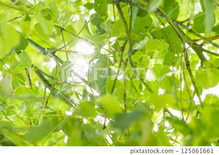 新鮮的綠色和太陽葉子離開 125861661