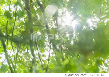 Leaves of fresh green and sun leaves 125861669