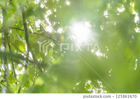 新鮮的綠色和太陽葉子離開 125861670