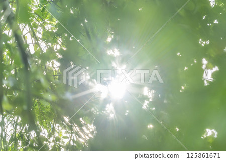 Leaves of fresh green and sun leaves 125861671