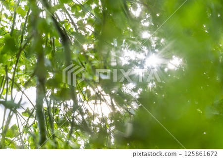 Leaves of fresh green and sun leaves 125861672