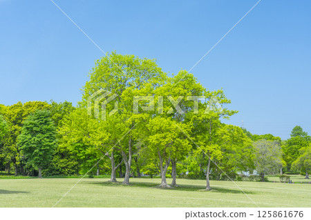 The lawns and blue skies of Expo Memorial Park are a delight 125861676
