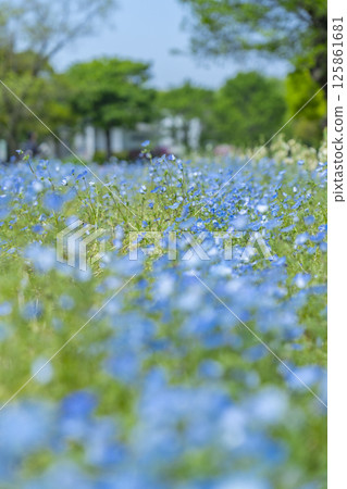 Beautiful nemophila flowers at Expo Memorial Park Beautiful nemophila flowers at Expo Memorial Park 125861681