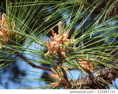 Loblolly Pine Flowers 125861715
