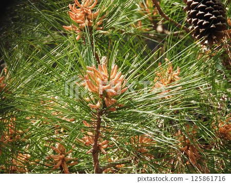 火炬松花 125861716