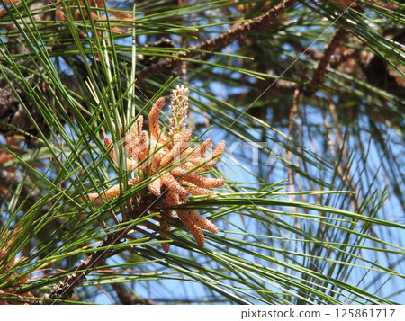 火炬松花 125861717