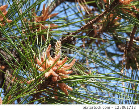 火炬松花 125861718