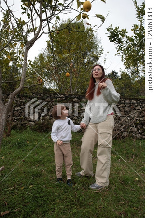 Mother and son picking lemons in orchard by stone wall Mother and son picking lemons in orchard by stone wall 125861813