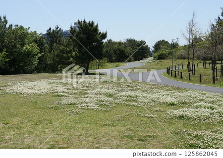 White clover welcomes you at Natsuigahama Hamayu Park White clover welcomes you at Natsuigahama Hamayu Park 125862045