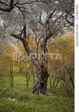 Olive Grove Near the Ancient City of Stari Bar, Montenegro 125862061