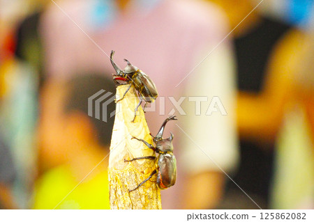 甲蟲相撲 125862082