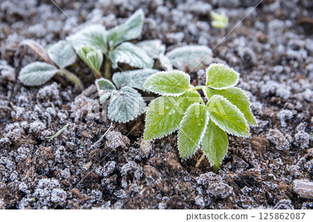 Strawberry leaves with frost, spring morning. Gardening Strawberry leaves with frost, spring morning. Gardening 125862087