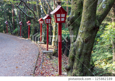 forest path covered with fallen autumn leaves leading through Arakurayama Sengen Park 125862189