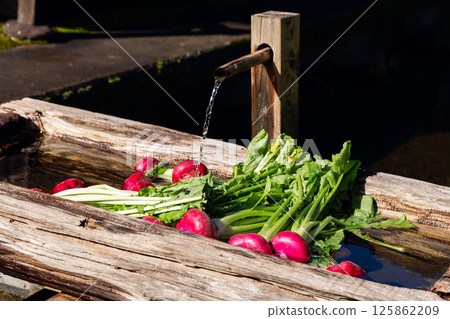 Freshly harvested red turnips being washed in clear spring water from a wooden spout 125862209