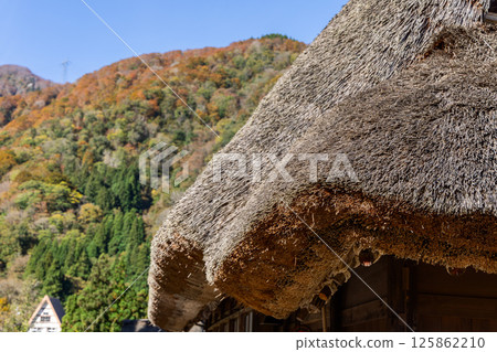 Detail of thick thatched roofing from a gassho-zukuri house in Japan 125862210