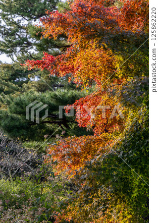 Vertical photo of Japanese maple in early autumn with foliage transitioning from green to red Vertical photo of Japanese maple in early autumn with foliage transitioning from green to red 125862220