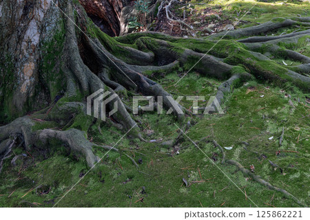 Wide view of exposed tree roots spreading over moss-covered forest floor Wide view of exposed tree roots spreading over moss-covered forest floor 125862221