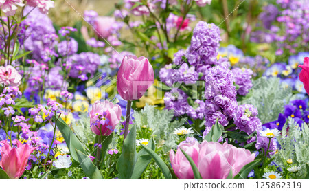 Flower beds with tulips and stocks Flower beds with tulips and stocks 125862319
