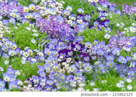 A beautiful flowerbed filled with viola, linaria, and nemophila A beautiful flowerbed filled with viola, linaria, and nemophila 125862325
