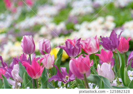 A beautiful flower field filled with pink tulips A beautiful flower field filled with pink tulips 125862328