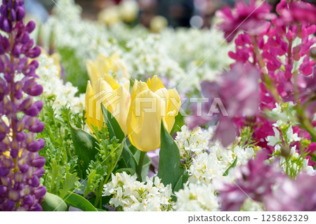 Flower beds with tulips, linaria and lupine Flower beds with tulips, linaria and lupine 125862329