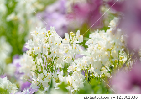 White linaria flowers basking in sunlight in a flower field White linaria flowers basking in sunlight in a flower field 125862330